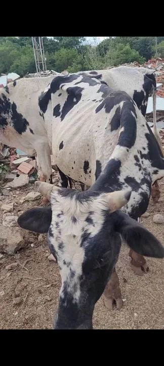 Garrotes e boi - Foto 4