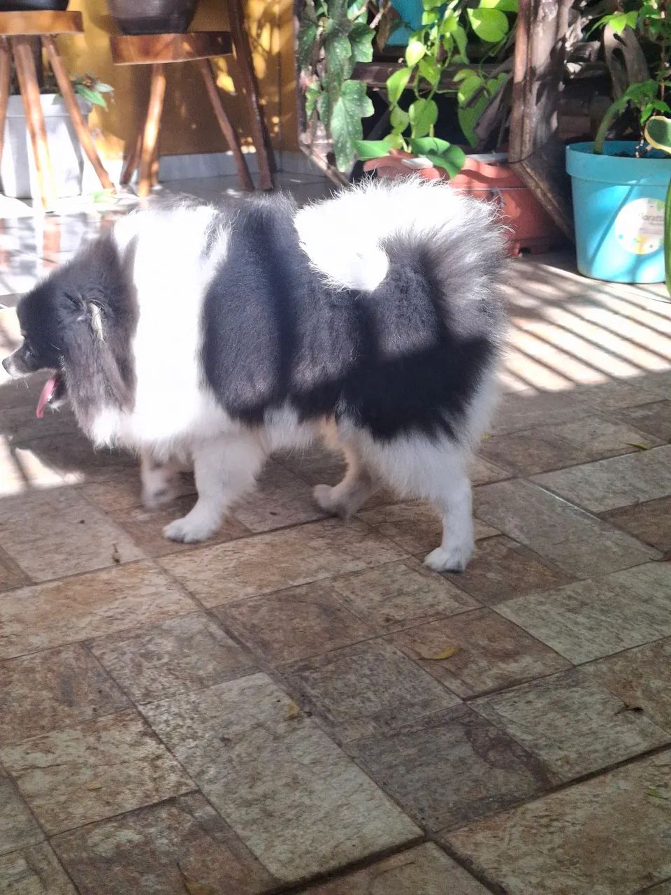 Filhote de Spitz Alemão Macho - Foto 4