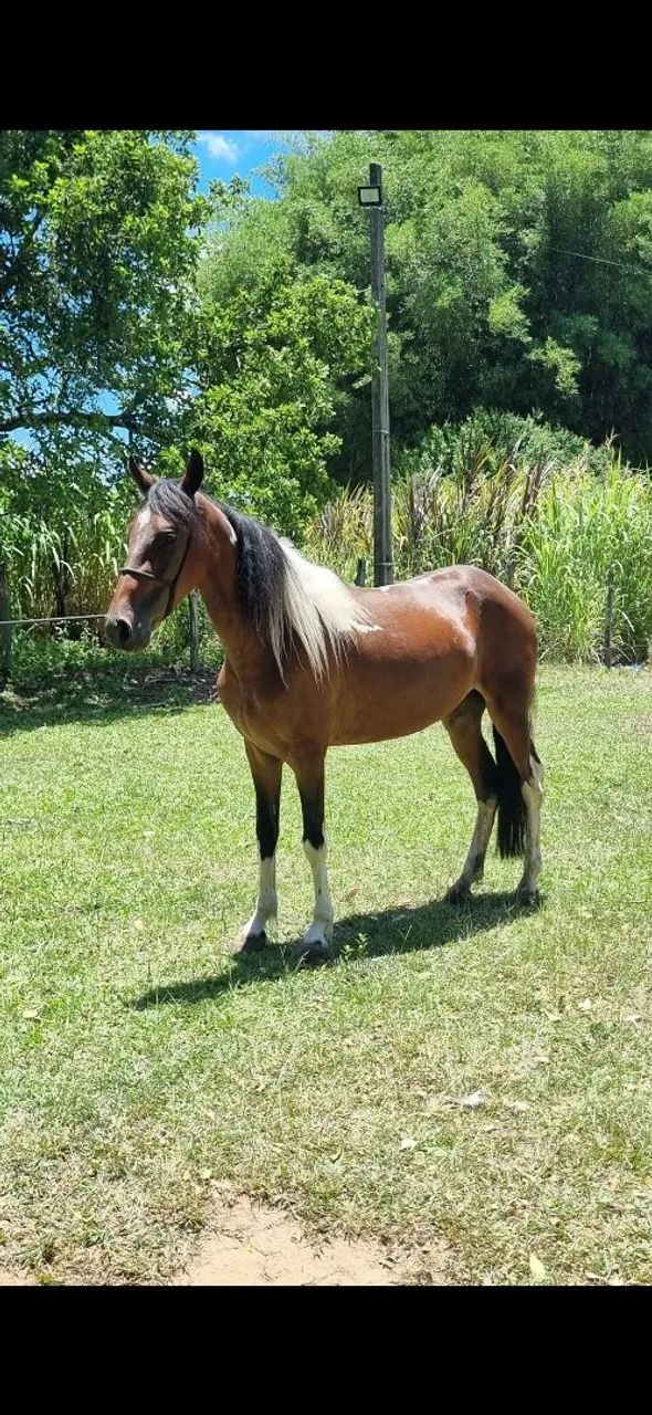Cavalo mangalarga  - Foto 2