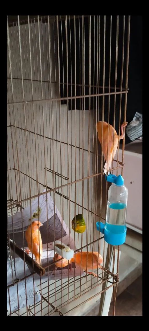 Disponíveis 5 unidades 