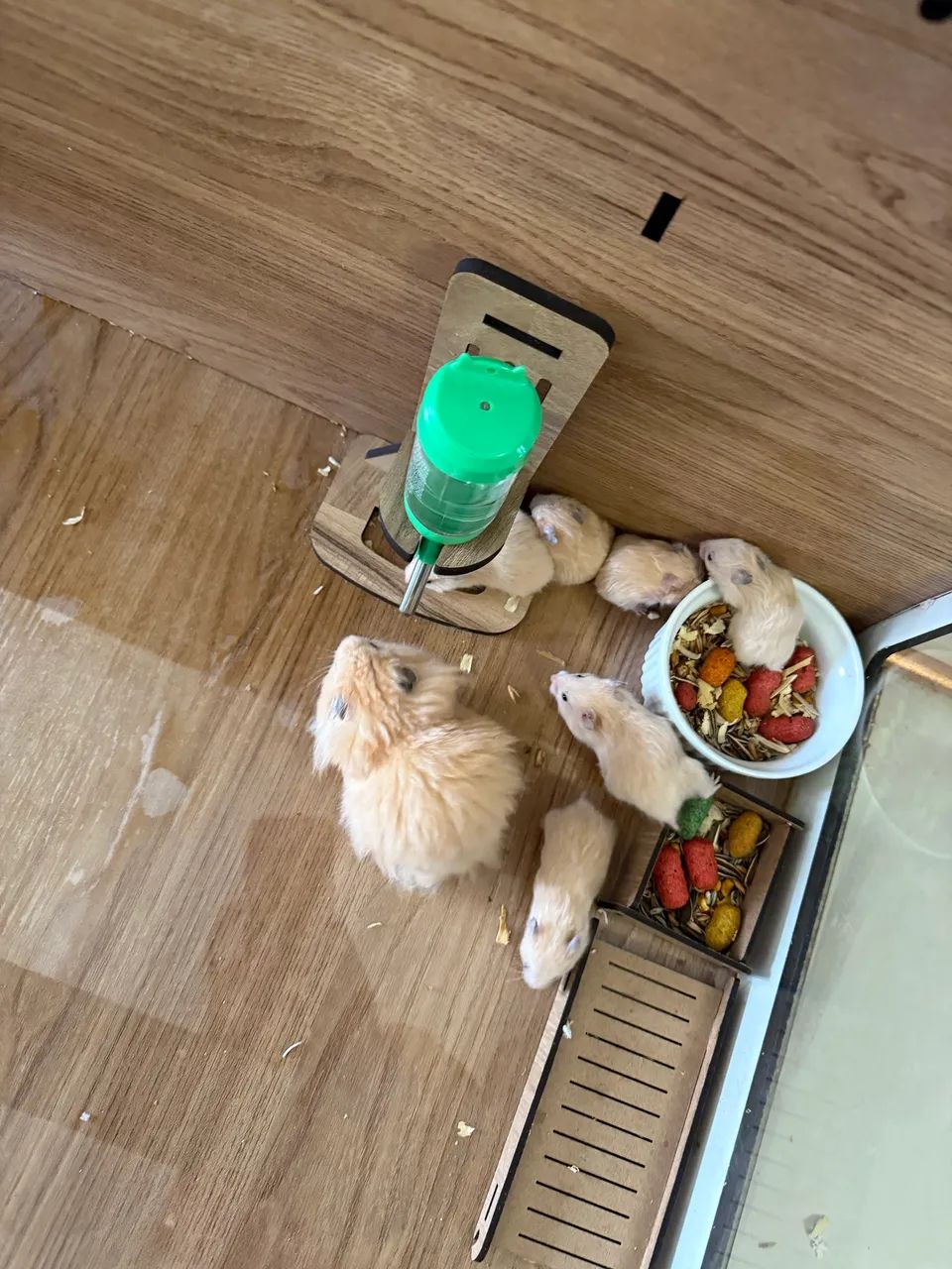 Hamster a venda64168604271747121