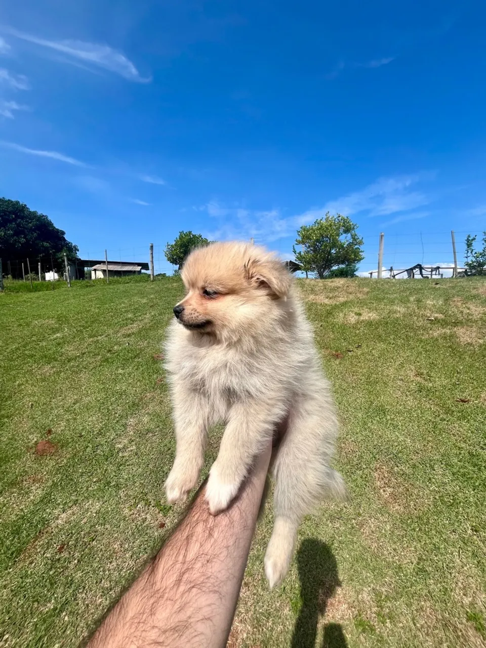 Lulu da Pomerania