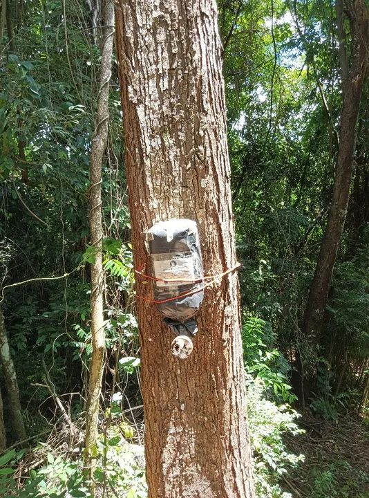 Abelhas sem ferrão  - Foto 3