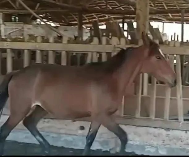 Potro castanho para venda - Foto 4