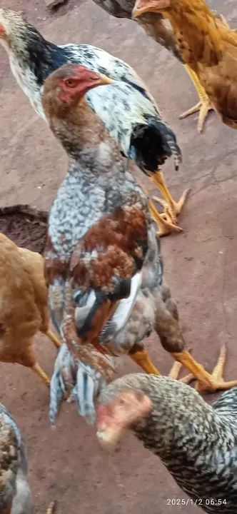 Frangos mestiço índio gigante  - Foto 6