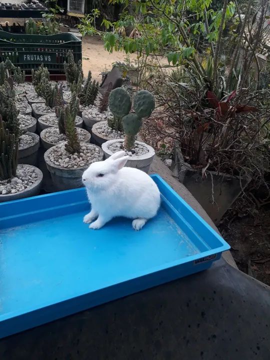 Coelho anão netherland dwarf  olho azul  - Foto 4