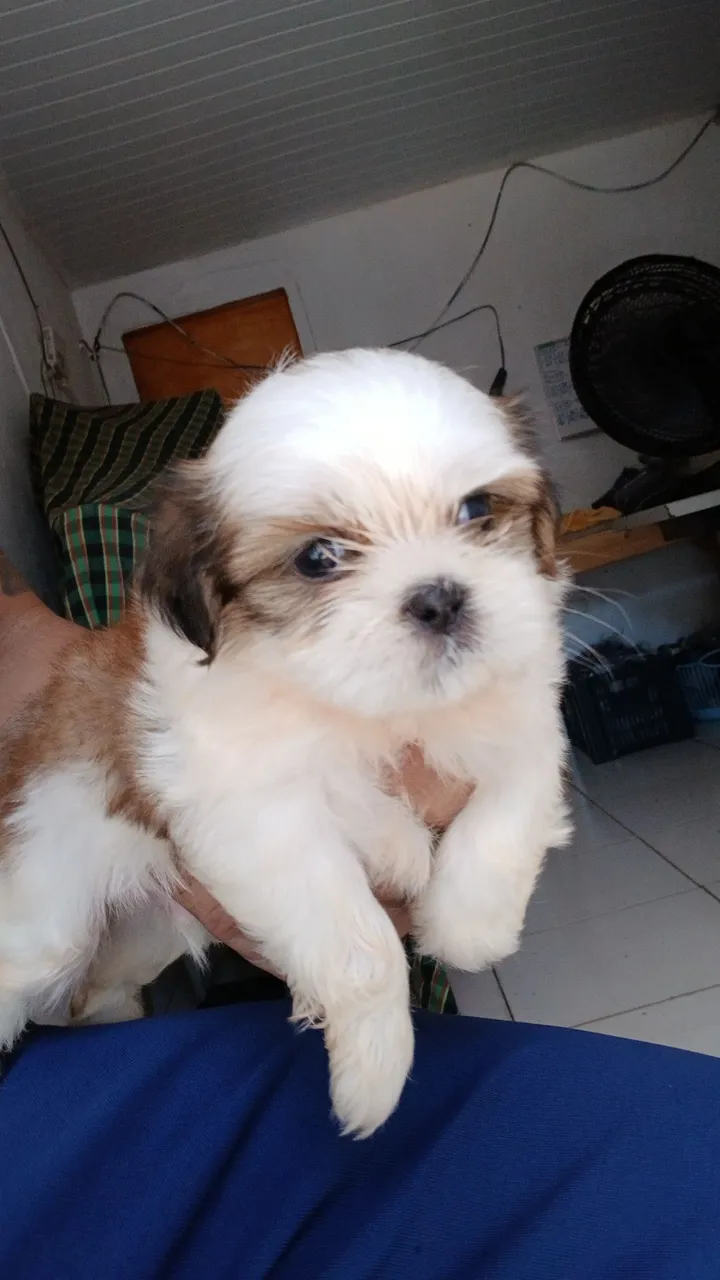 Filhote de Shih Tzu: Pelúcia e Companhia! Passo no cartão também com acréscimo da máquina