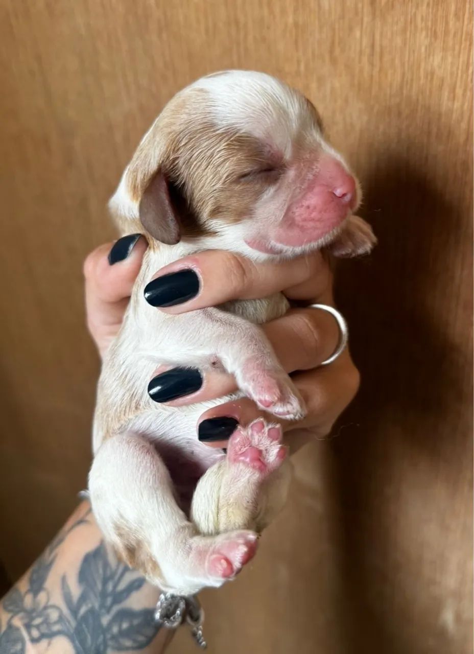 Filhote de cavalier King charles  - Foto 4