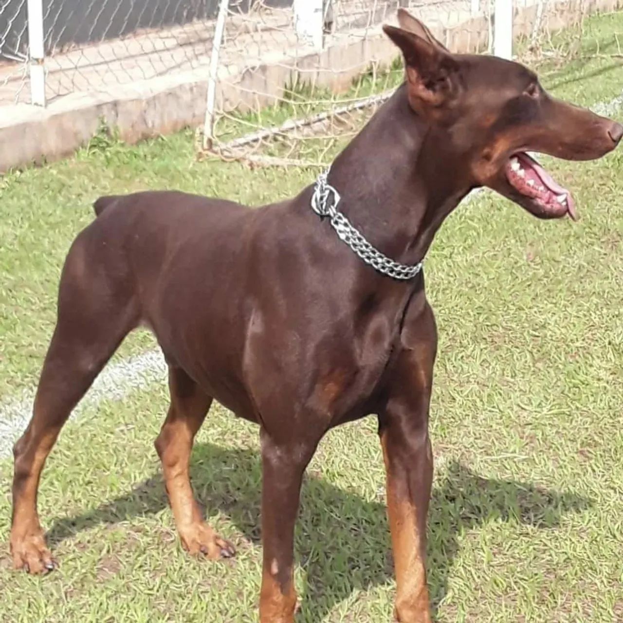 Filhotes de Doberman disponível  - Foto 3