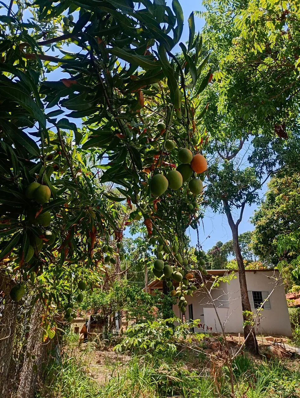 Chácara beira d'água, próximo Tupaciguara  - Foto 5