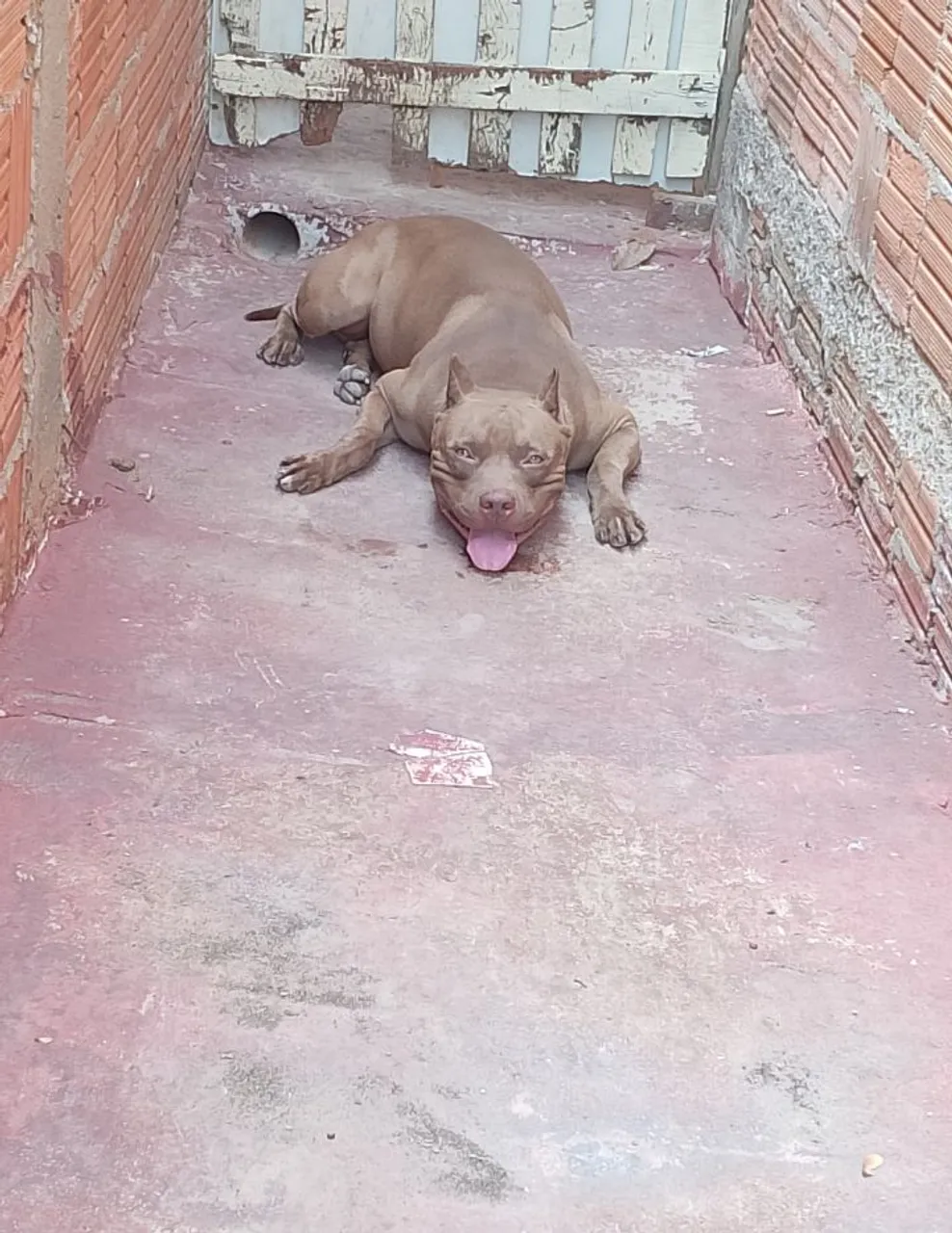 Pitbull - Cão Forte e Leal