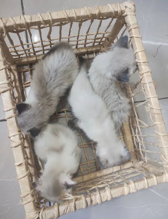 Gatinho Persa - Olhos Azuis - Foto 4