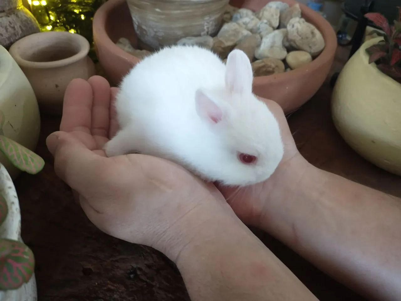 Vendo Coelho Netherlands Branco com olhos vermelhos  - Foto 2