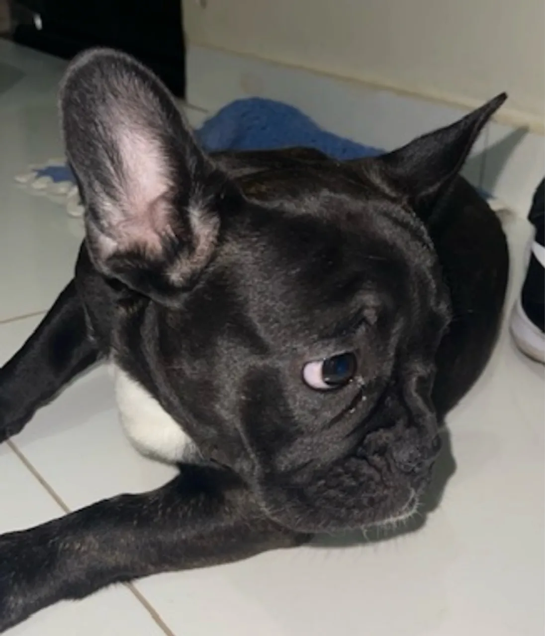 Filhote de Bulldog Francês