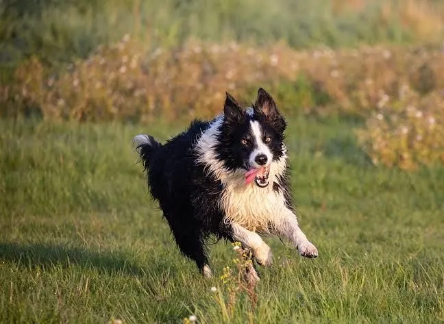 Cão Border Collie - Energia e Lealdade