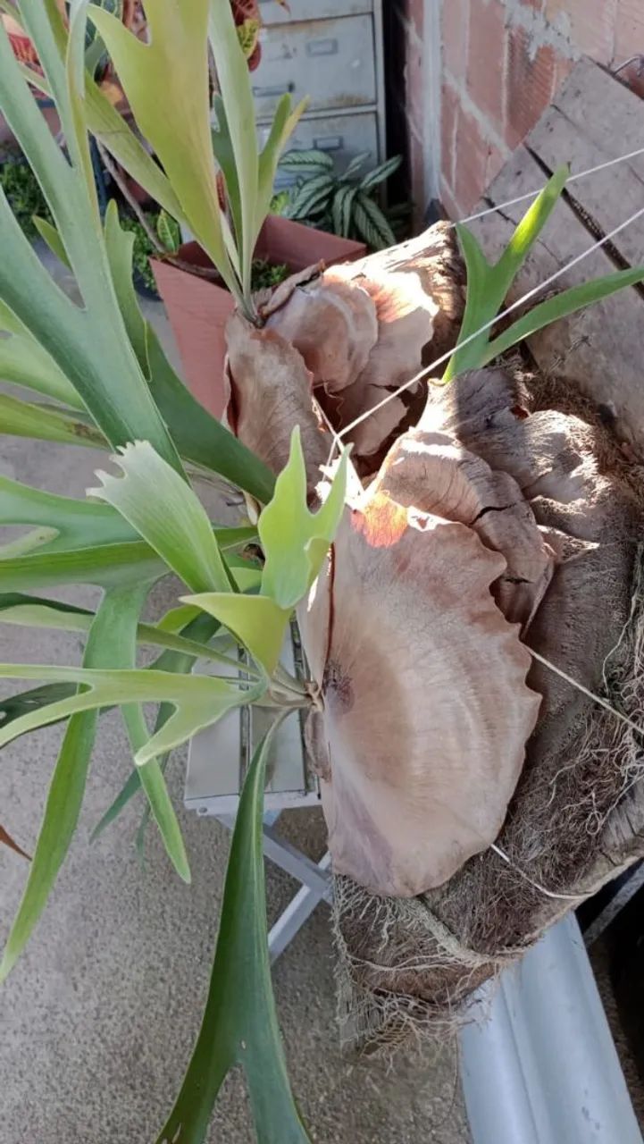 Samambaia-Chifre-de-Veado - Foto 3