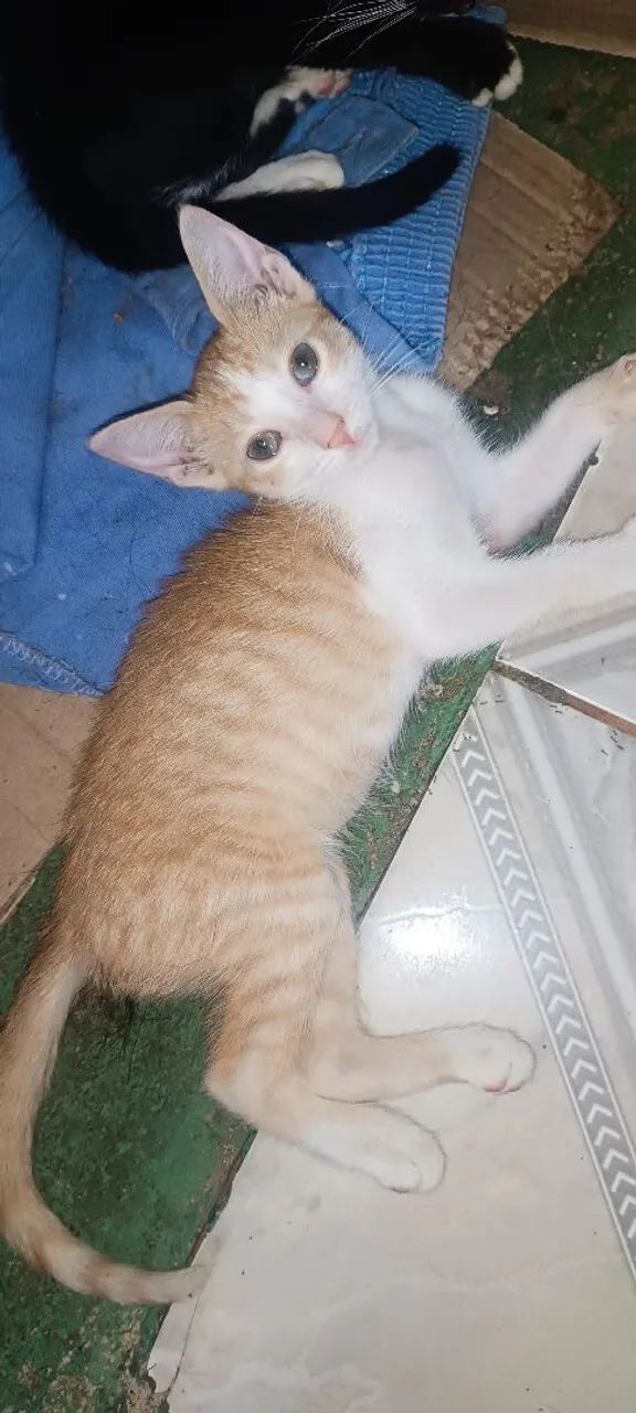Gatinha filhote para adoção