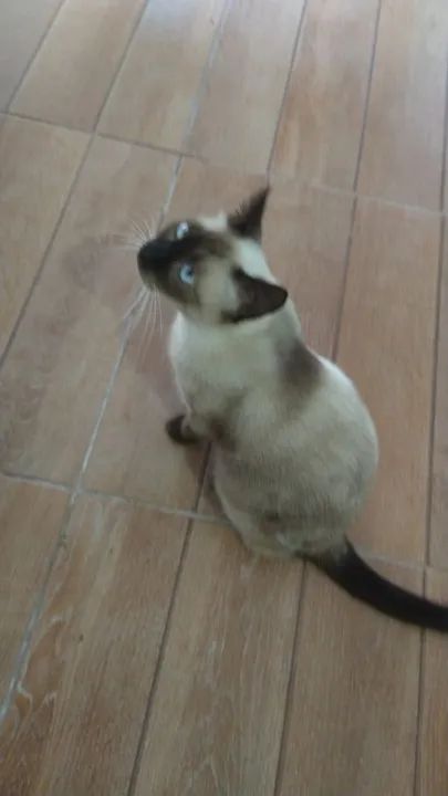Gato Siames lindo, dócil e brincalhão
