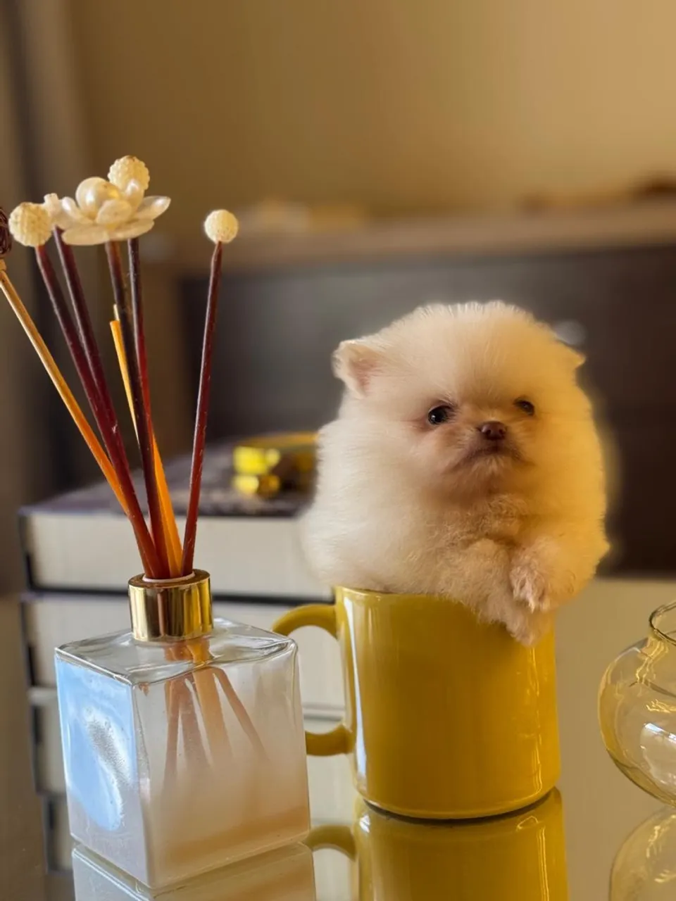 Lindo filhote de Lulu da Pomerania