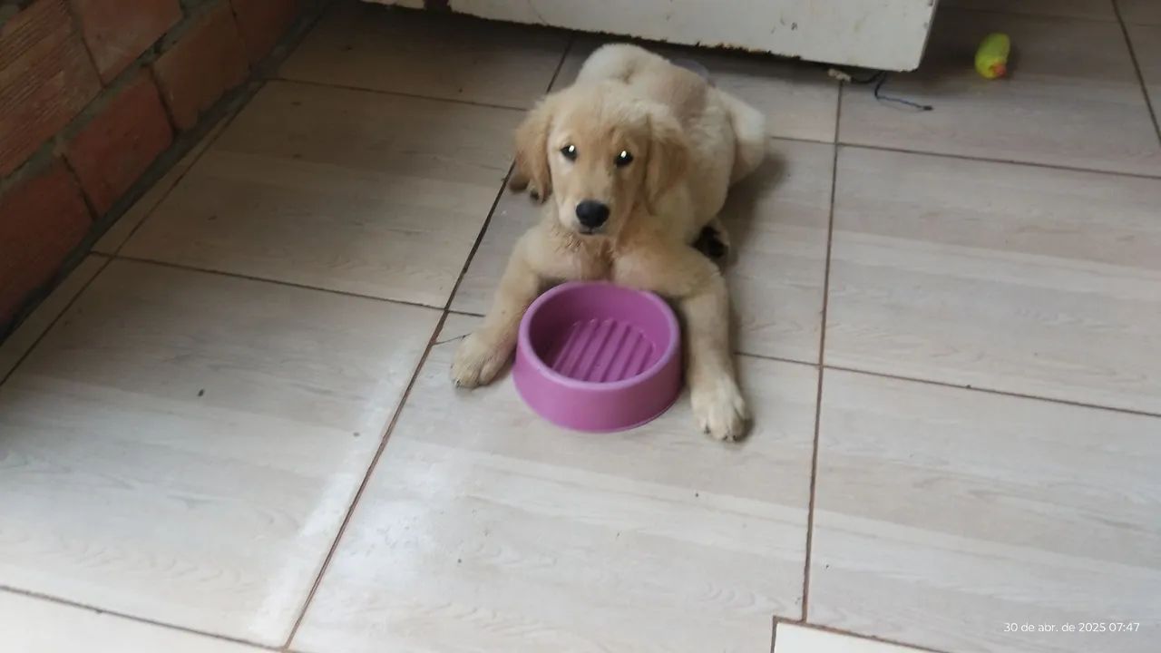 Filhote Golden Retriever - Foto 3