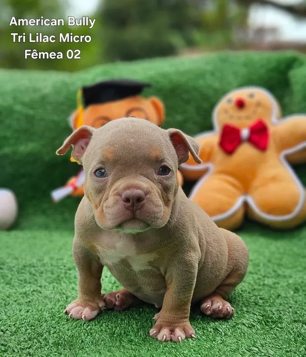 American Bully  Micro a partir 2500,00 - Foto 2