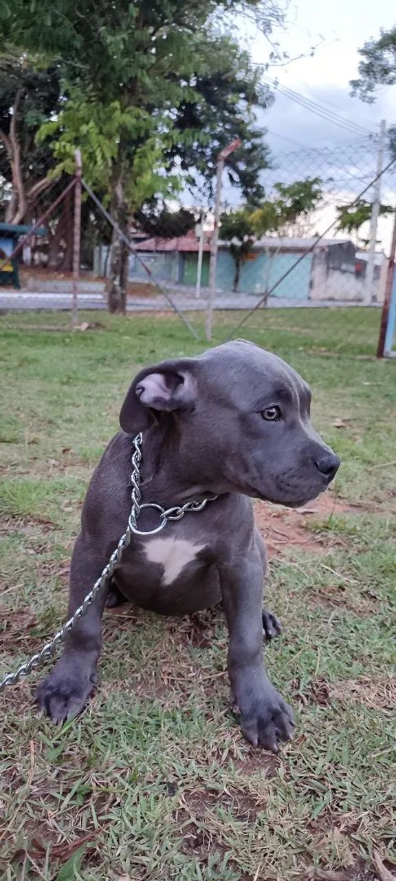 Filhote American Bully Fêmea  - Foto 3