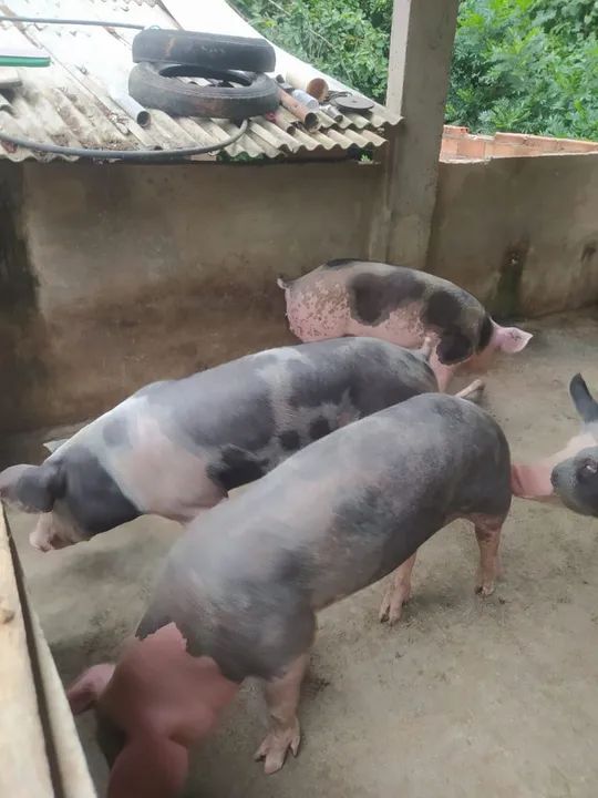 Vendo porcos pra matriz , reprodutor, e engorda  - Foto 4