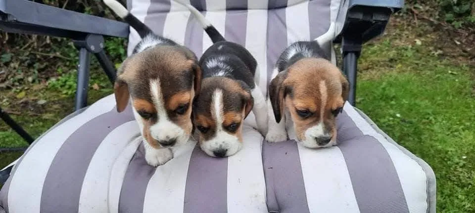 Beagle Mini - Seu Melhor Amigo Está Aqui!