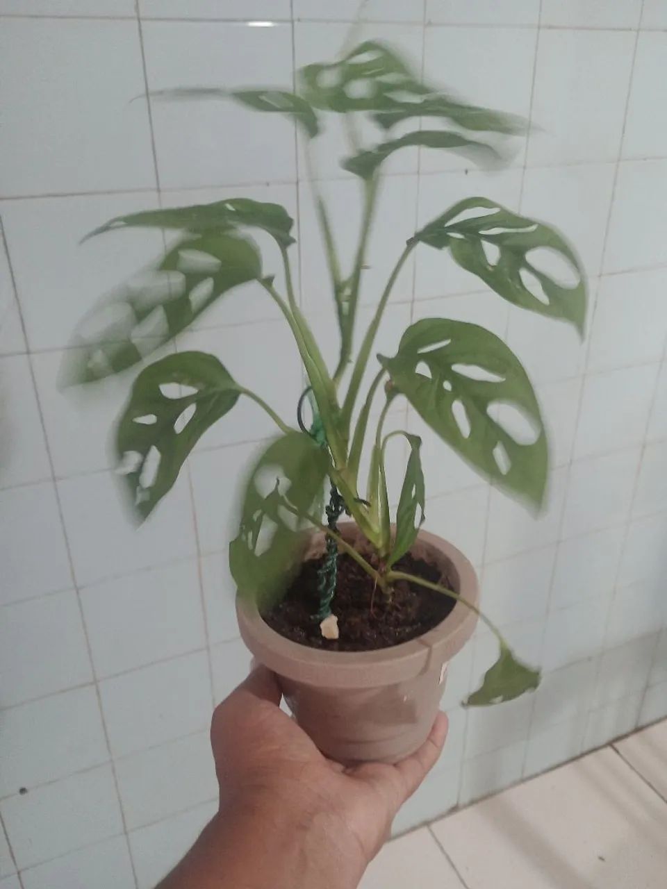 PLANTA - Foto 2