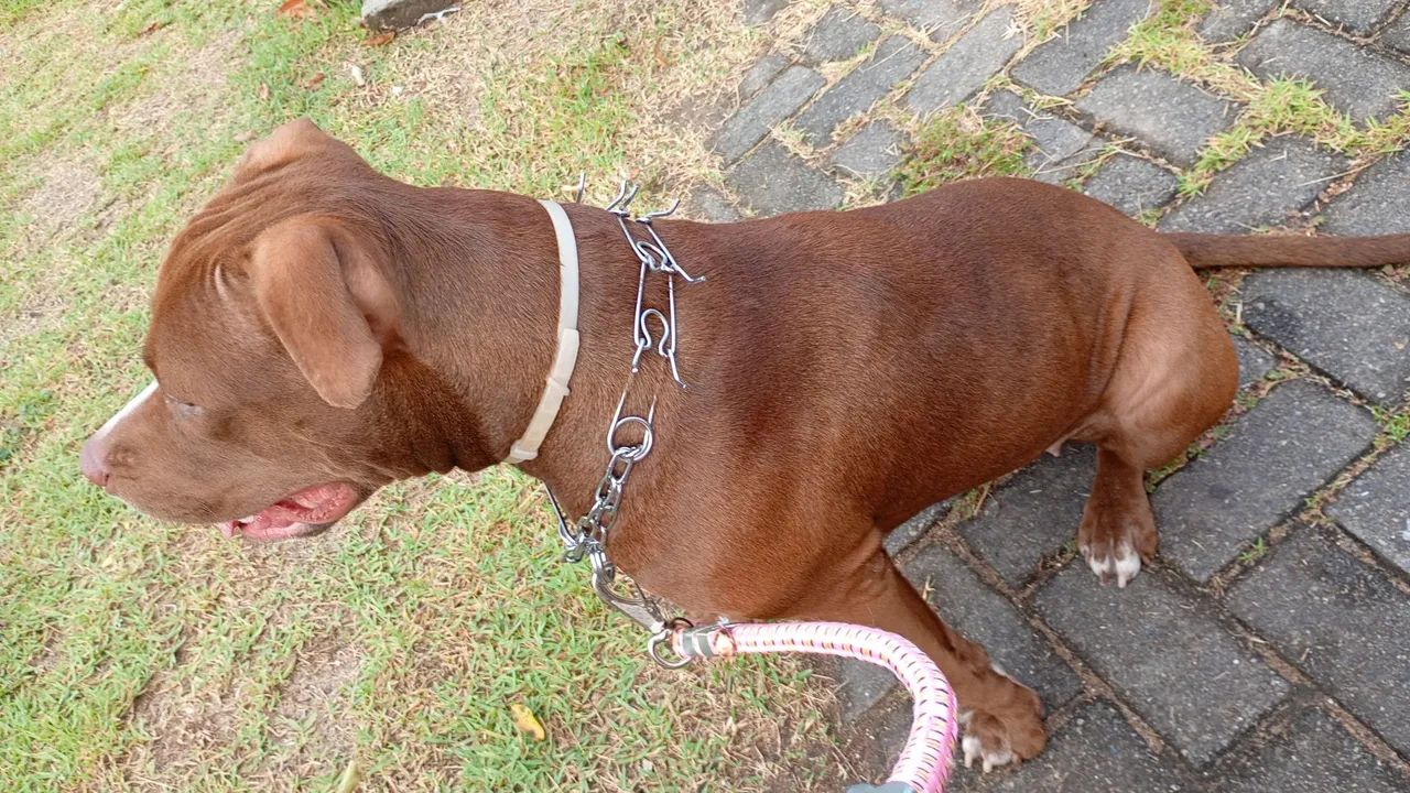 Pitbull red nose com pedigree  - Foto 3