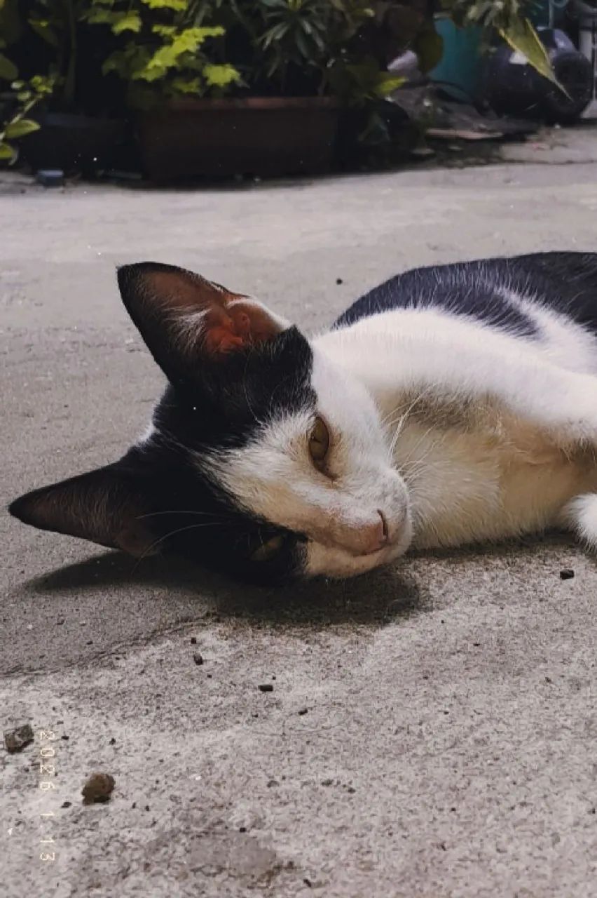 Doa-se gatinho filhote! - Foto 2