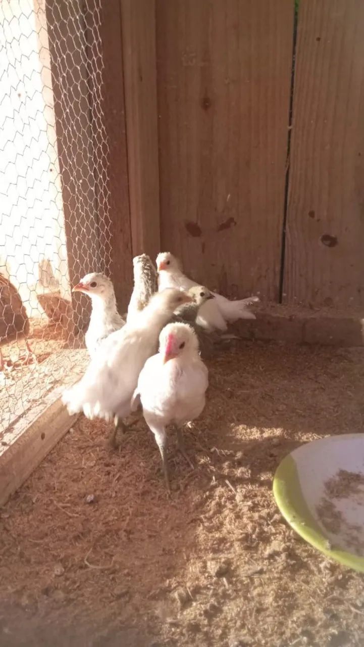 Garnisés - Galos, galinhas e pintinhos. - Foto 3