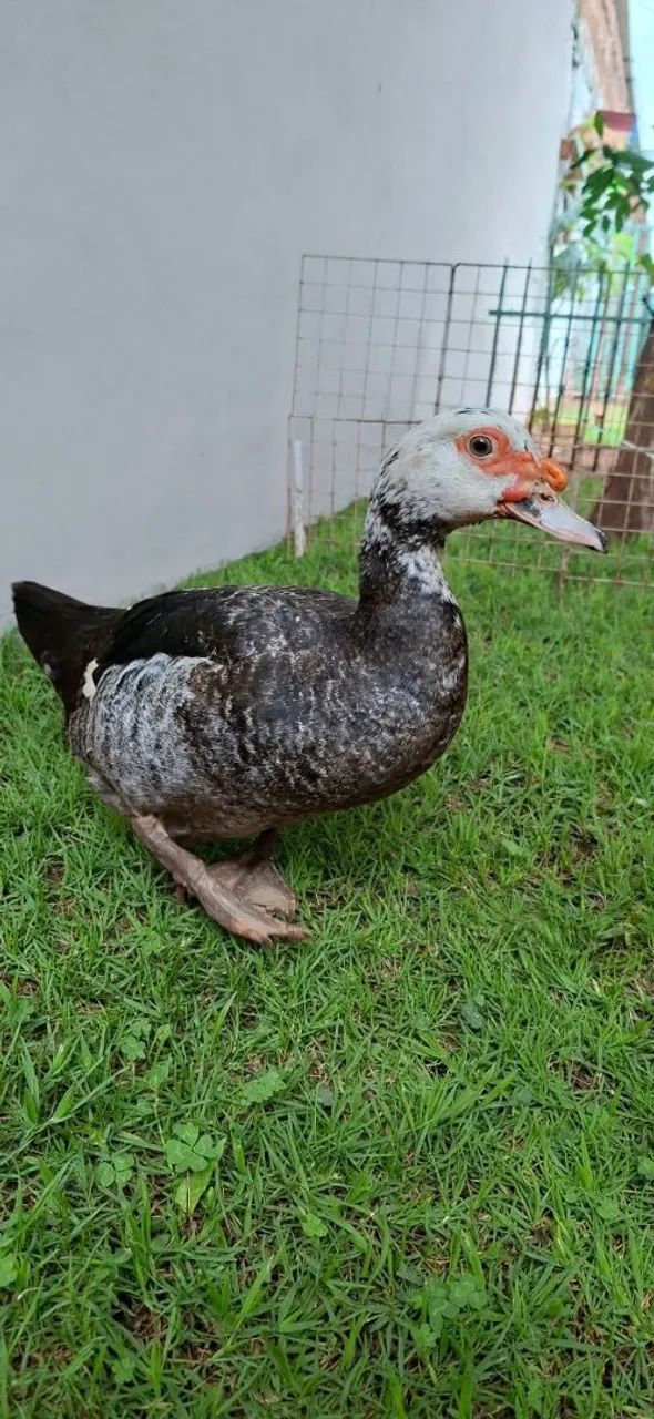 Patos