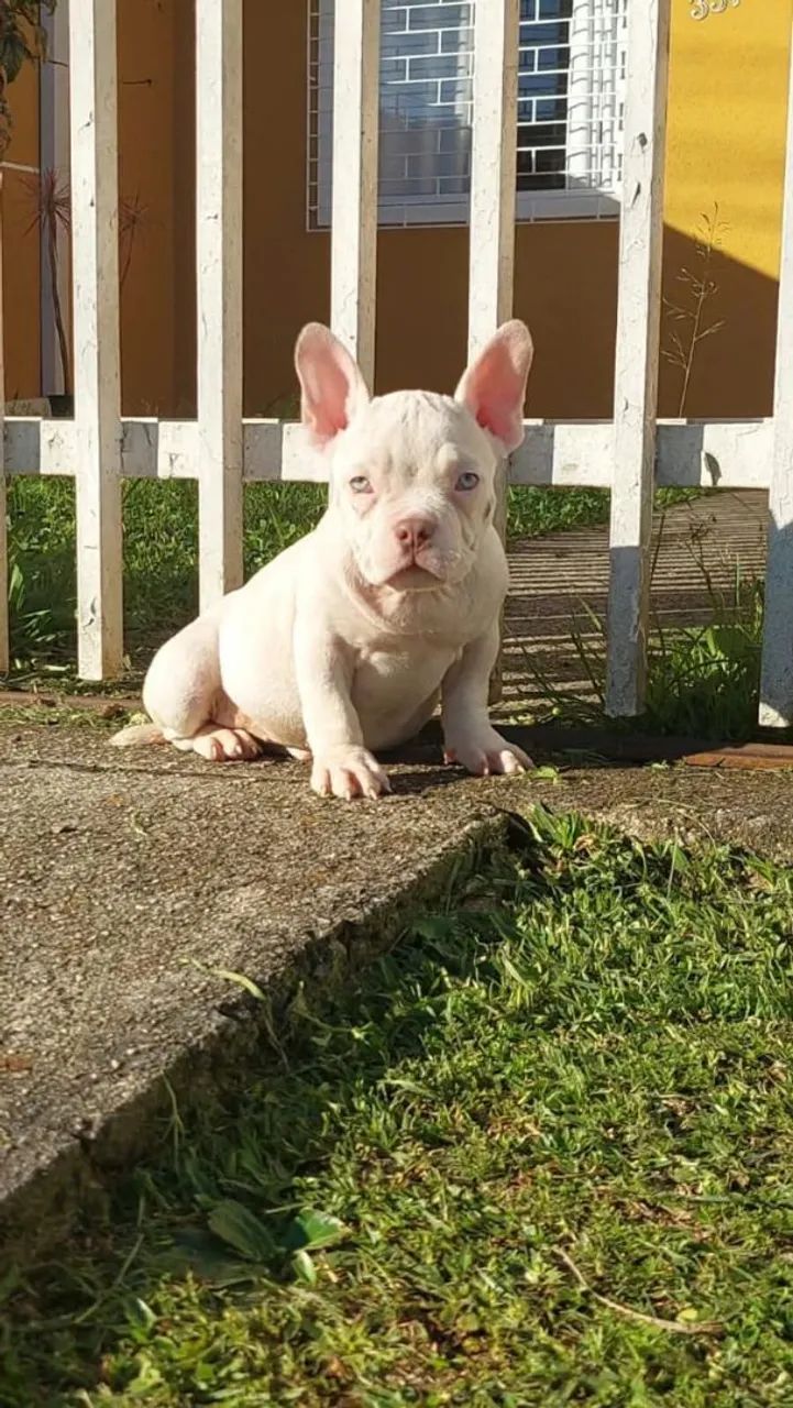 American bully - Foto 5