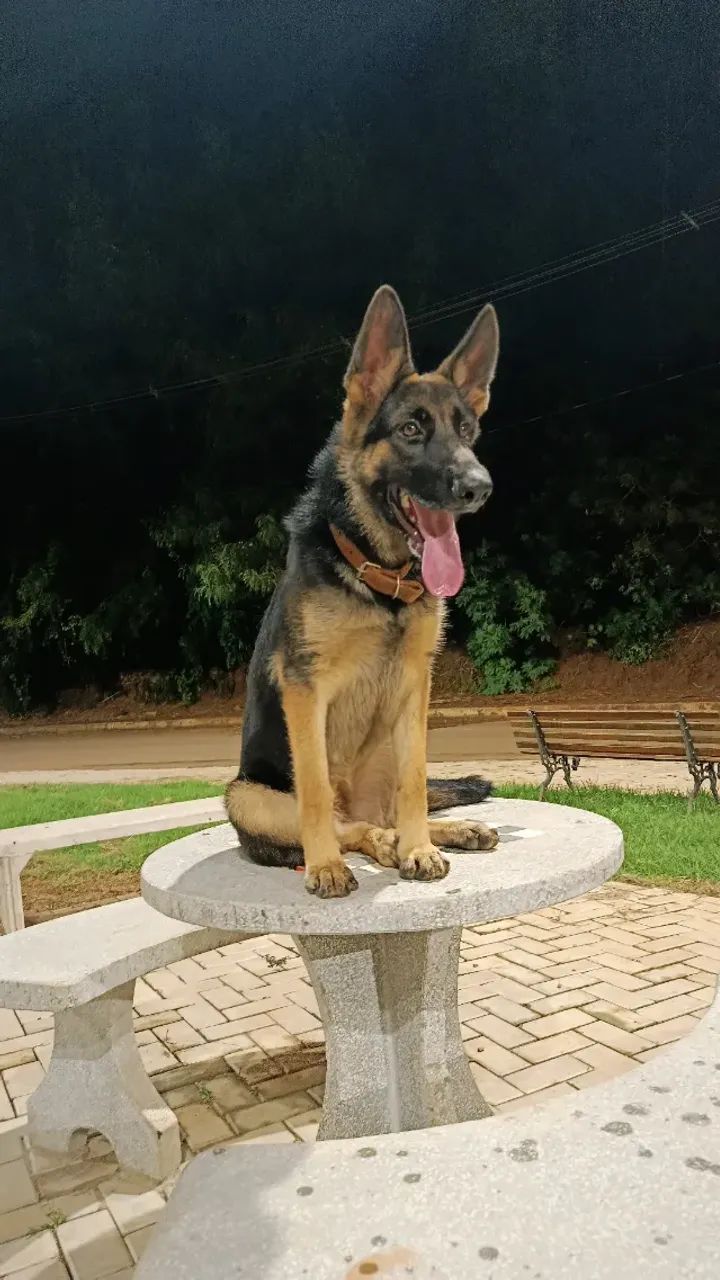 Pastor alemão 