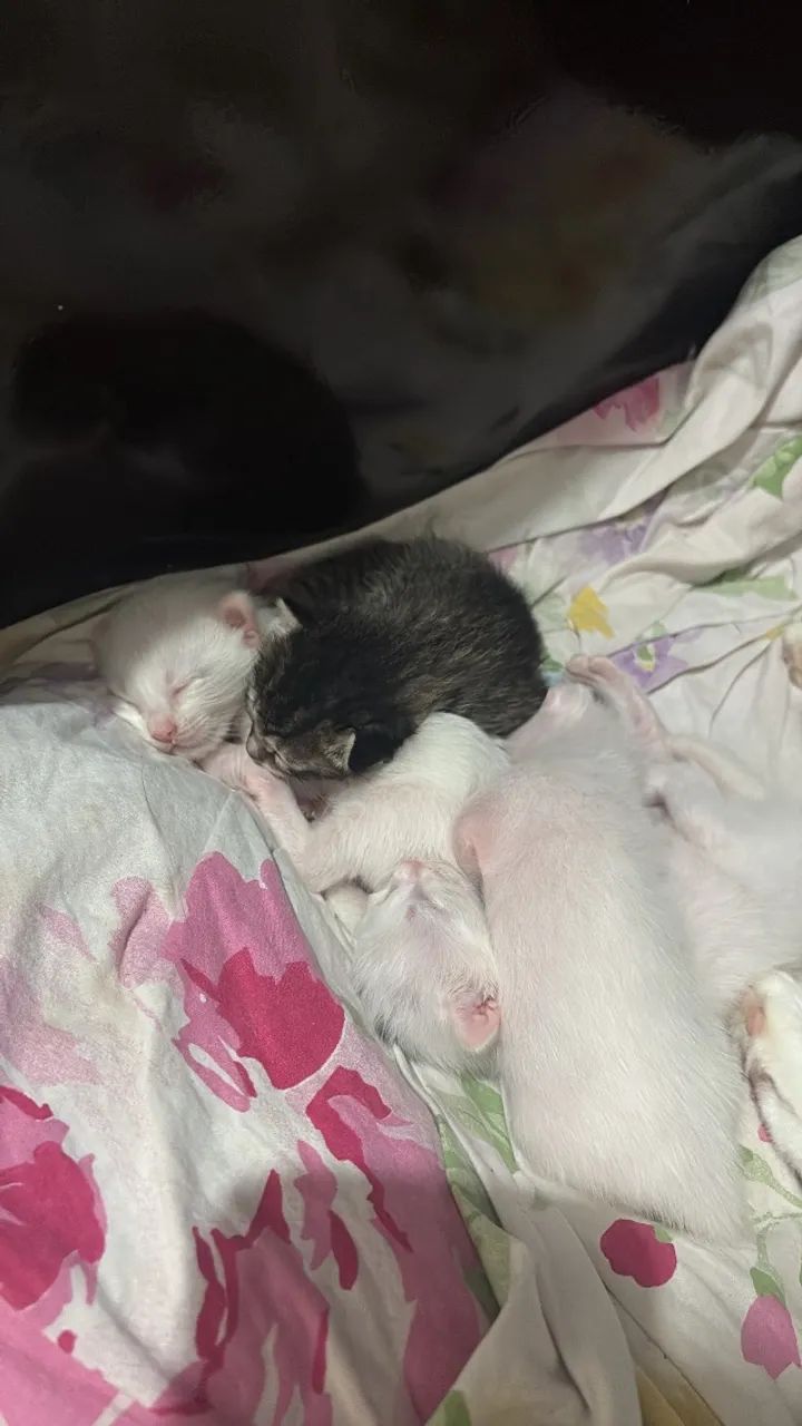 Gatos pra doação  - Foto 4