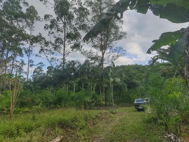 SÍTIO 5 ALQUEIRES COM PUPUNHA, MACADAMIA E CAFÉ  - Foto 4