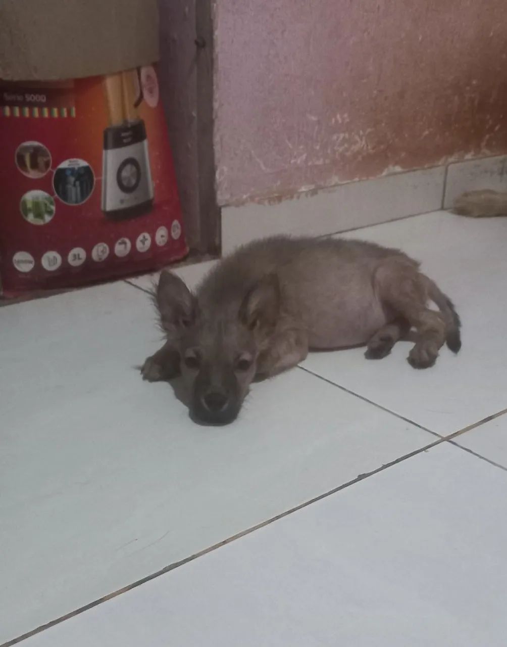 Doa cachorro de chow chow com pitibull - Foto 2