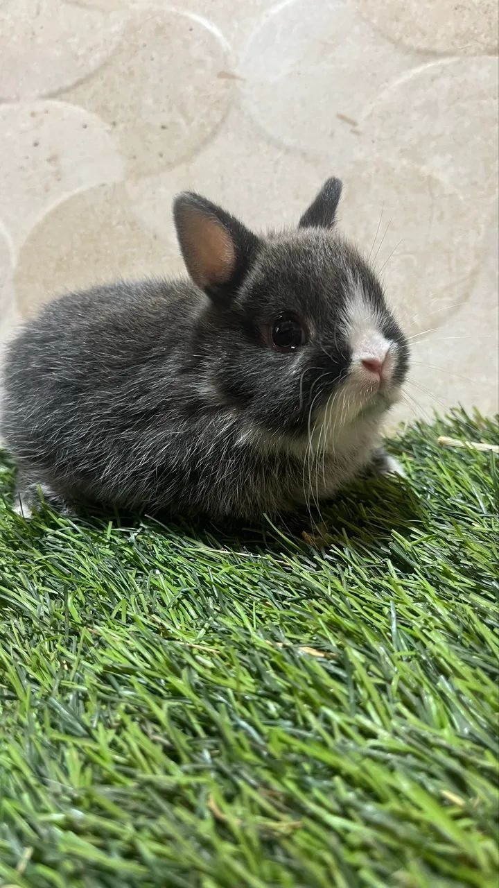Mini coelhos  - Foto 2