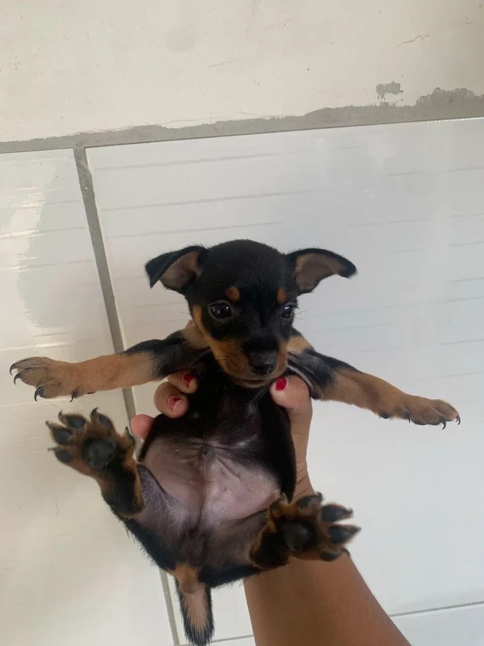 Pinscher macho  - Foto 4
