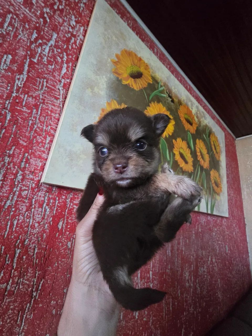 Vendo filhotes de chihuahua  - Foto 4