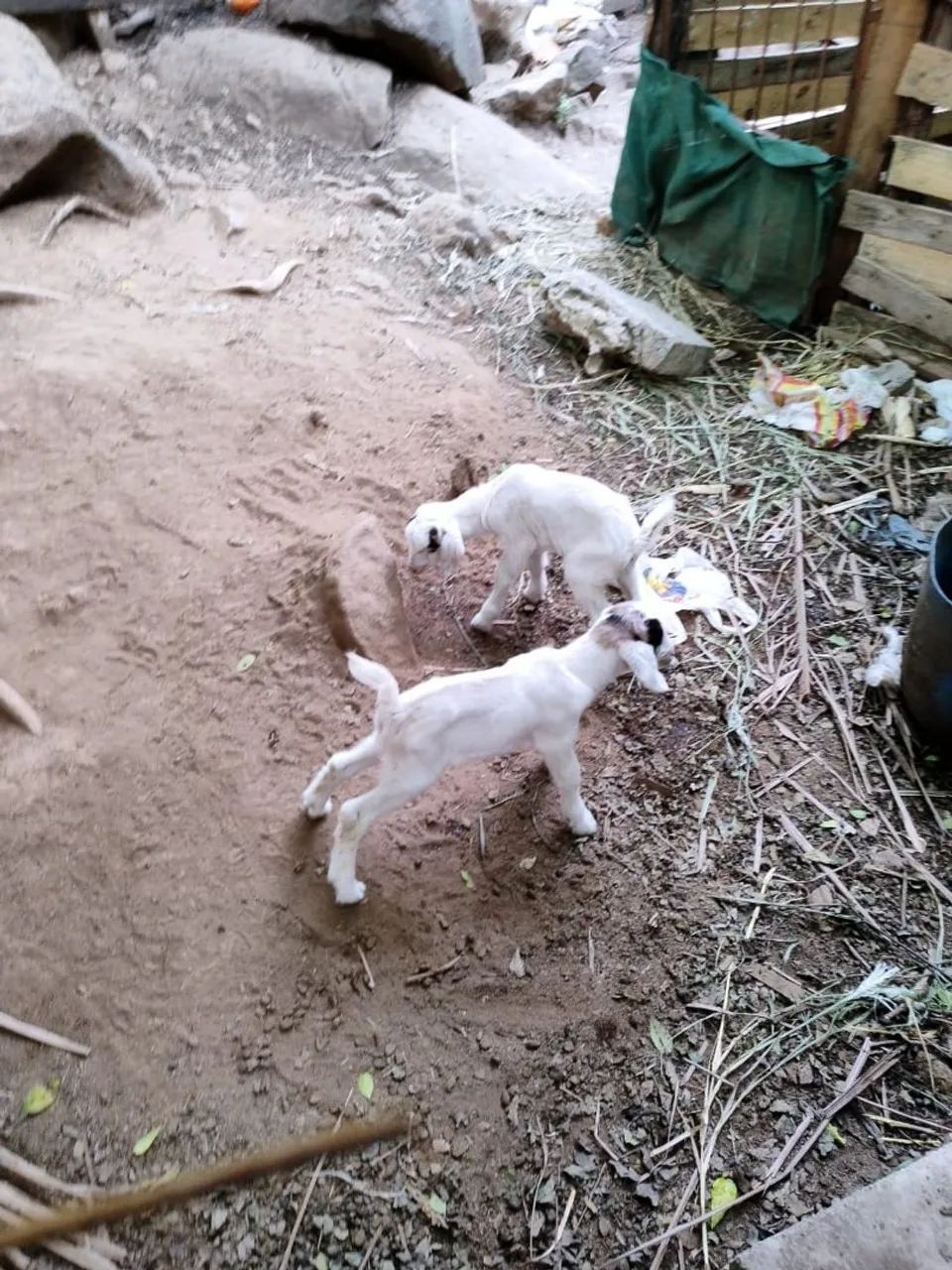 Cabras e bodes saudáveis  - Foto 2