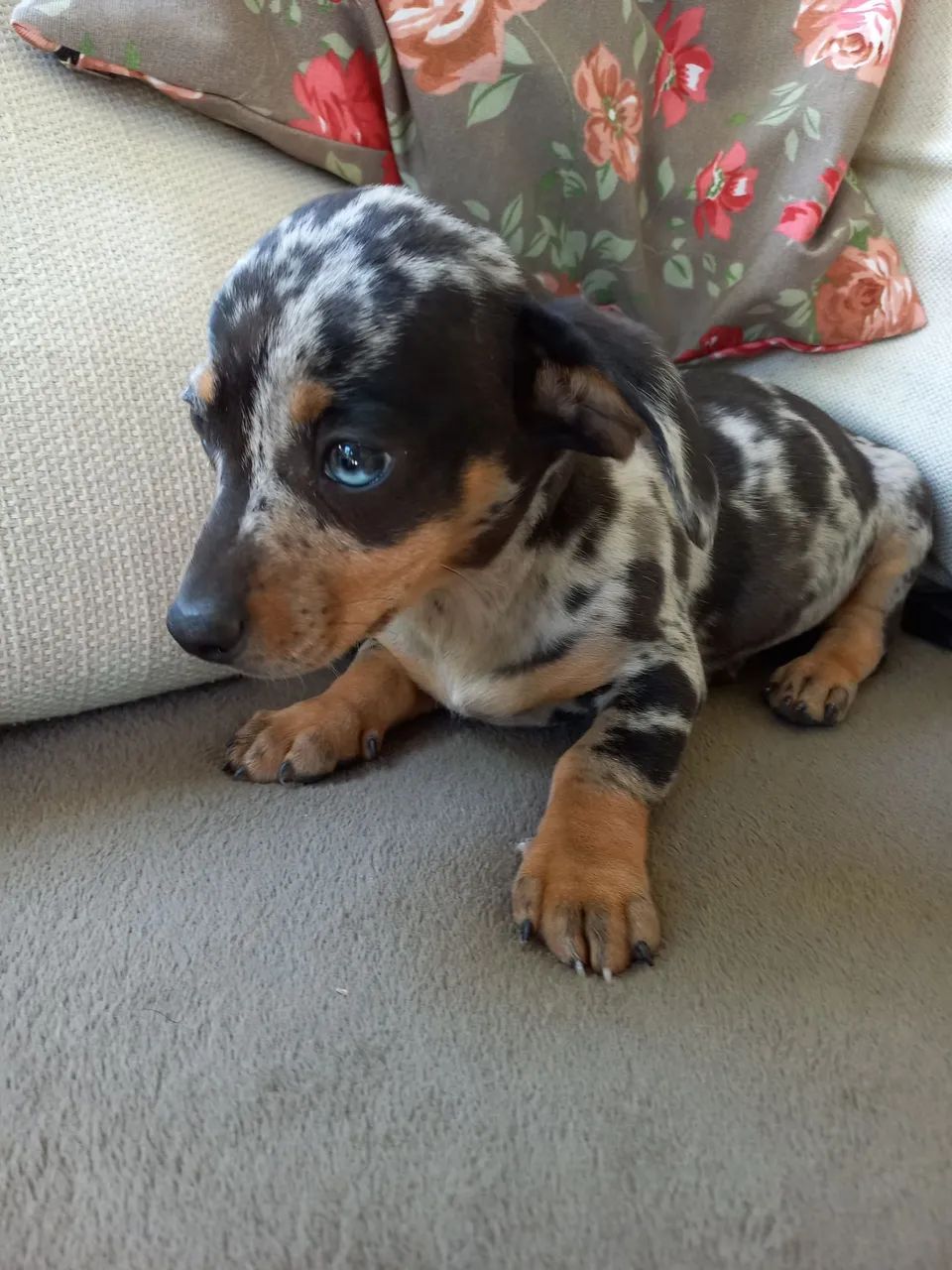 Daschund  - Foto 4