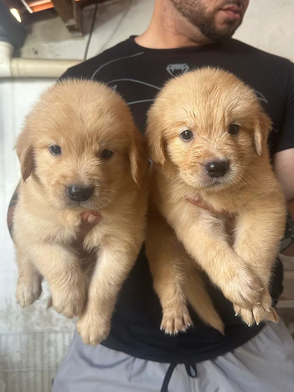 Golden Retriever com pedigree 