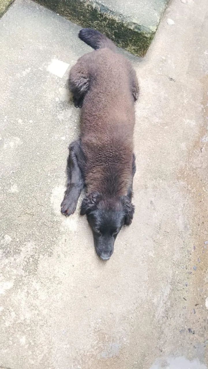 Doce cachorro manso e dócil - Foto 2