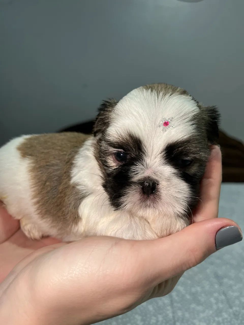 Filhotes de Shihtzu - Foto 3
