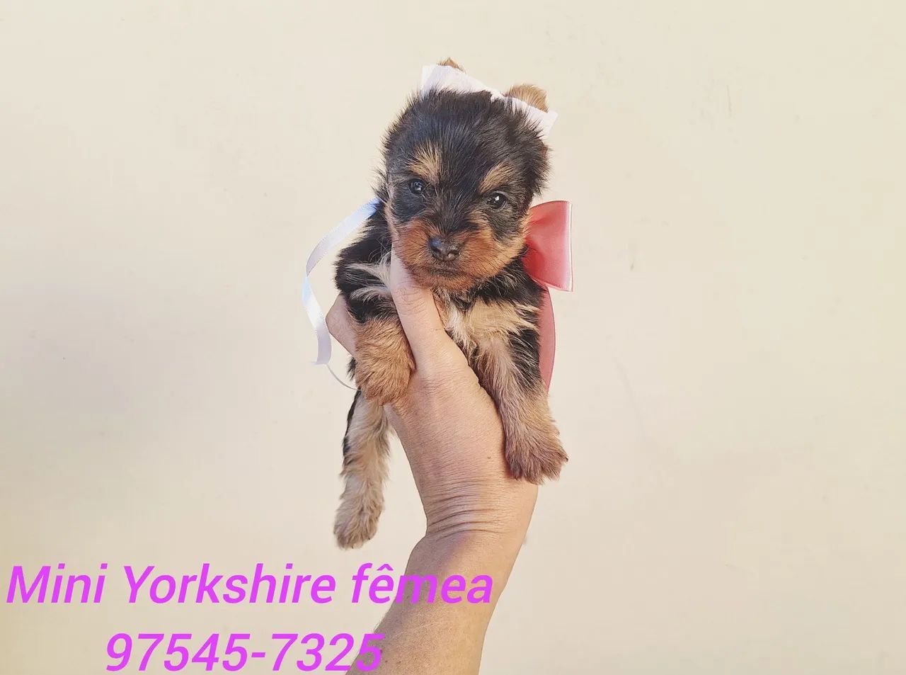 Mini Yorkshire com garantia de saúde  - Foto 5