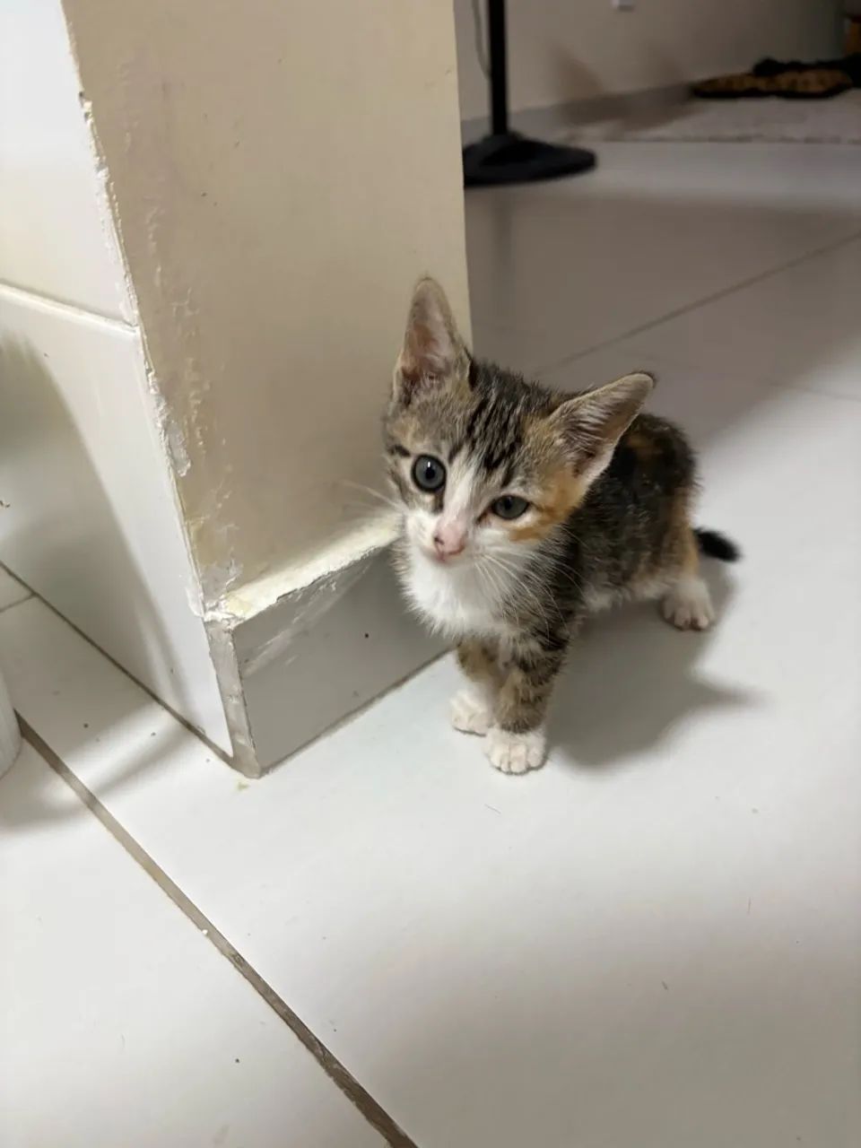 Adoção de gato - Foto 3