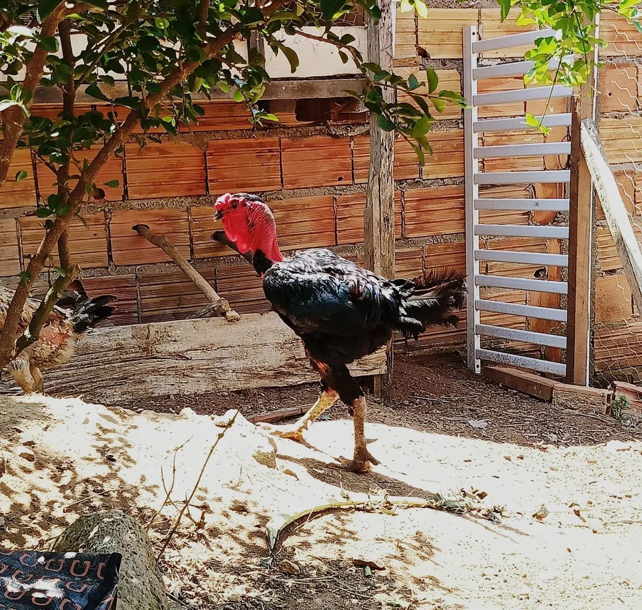 Vendo galo reprodutor - Foto 2