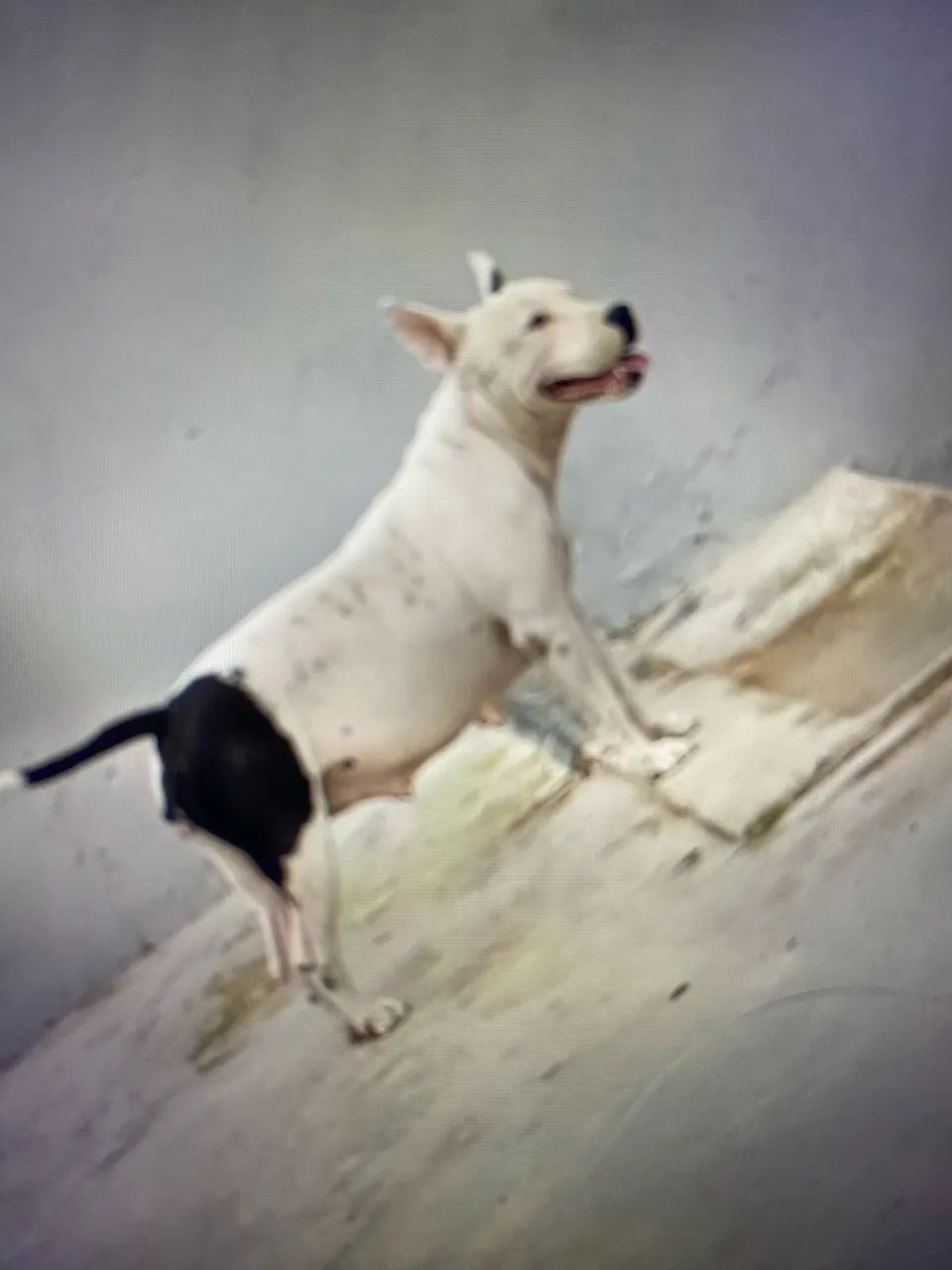 American bully - Foto 4